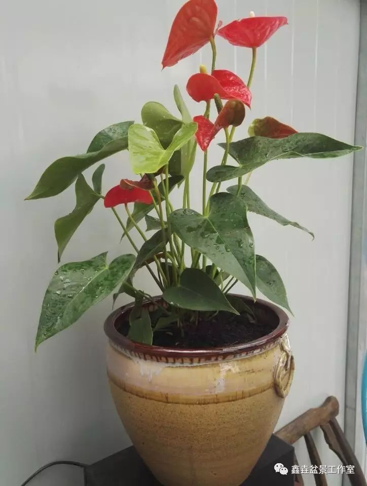 红掌的风水寓意_红掌寓意什么_红掌寓意及花语