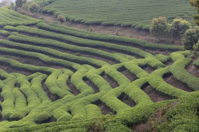 “宜施壮”茶叶专用肥示范小结-恩施利川