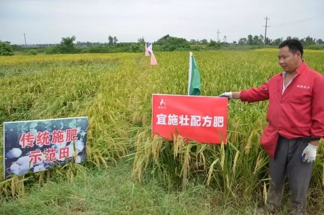 【焦点】水稻施用宜施壮，叶青穗黄保丰收