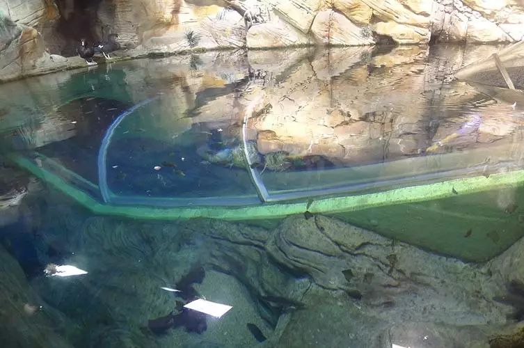 上海旅游节2017:上海海洋水族馆 上海野生动物园