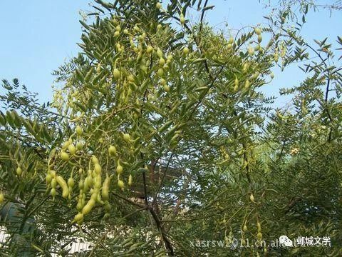 佛前村夫 | 槐连豆茶