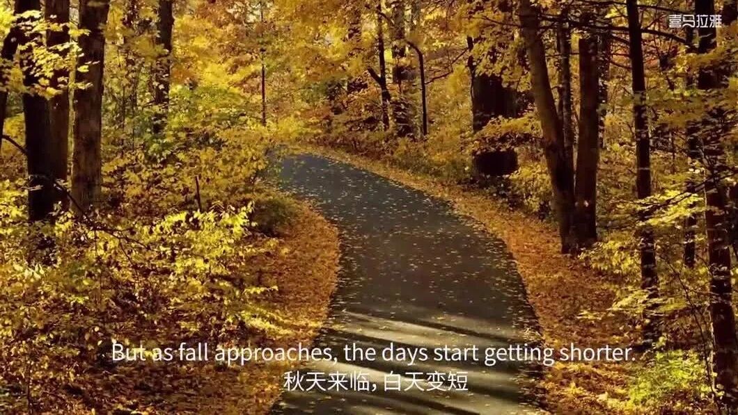 国家地理双语｜小探险家第9集：温带森林⭐20集最适合孩子看的科普启蒙纪录片，英语学习听力的好资源！（直接观看）-9