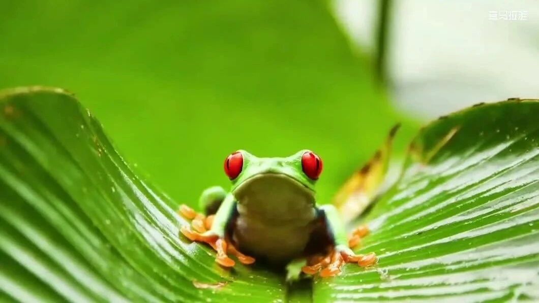 国家地理双语｜小探险家第8集：红眼树蛙⭐20集最适合孩子看的科普启蒙纪录片，英语学习听力的好资源！（直接观看）-8