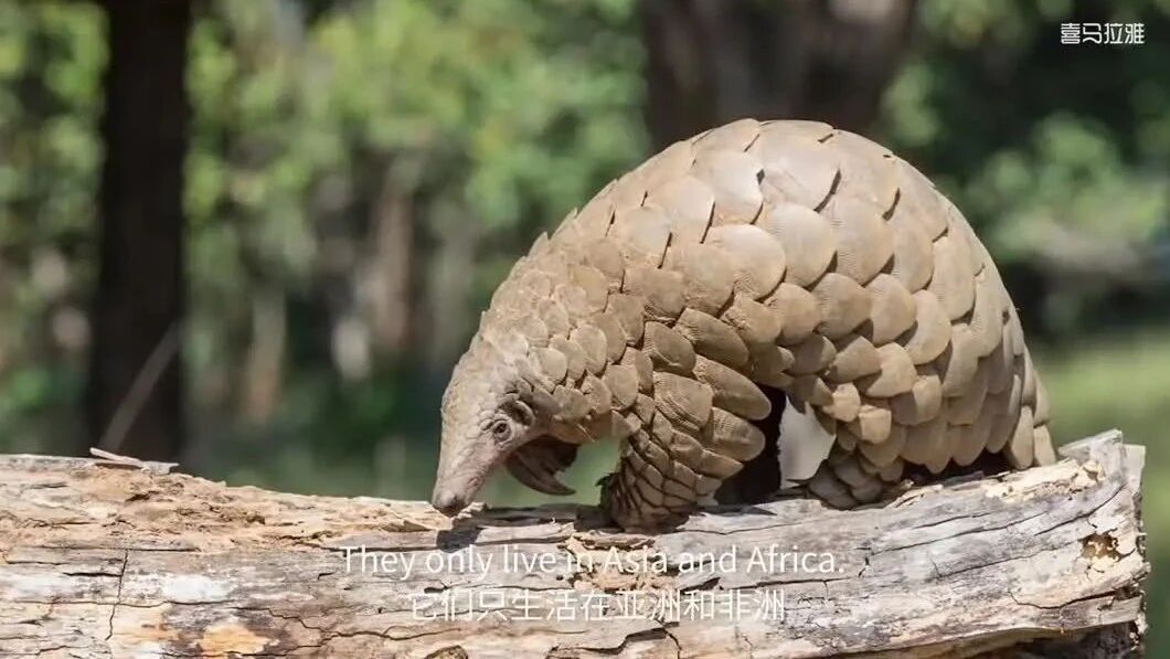 国家地理双语｜小探险家第10集：穿山甲⭐20集最适合孩子看的科普启蒙纪录片，英语学习听力的好资源！（直接观看）-10