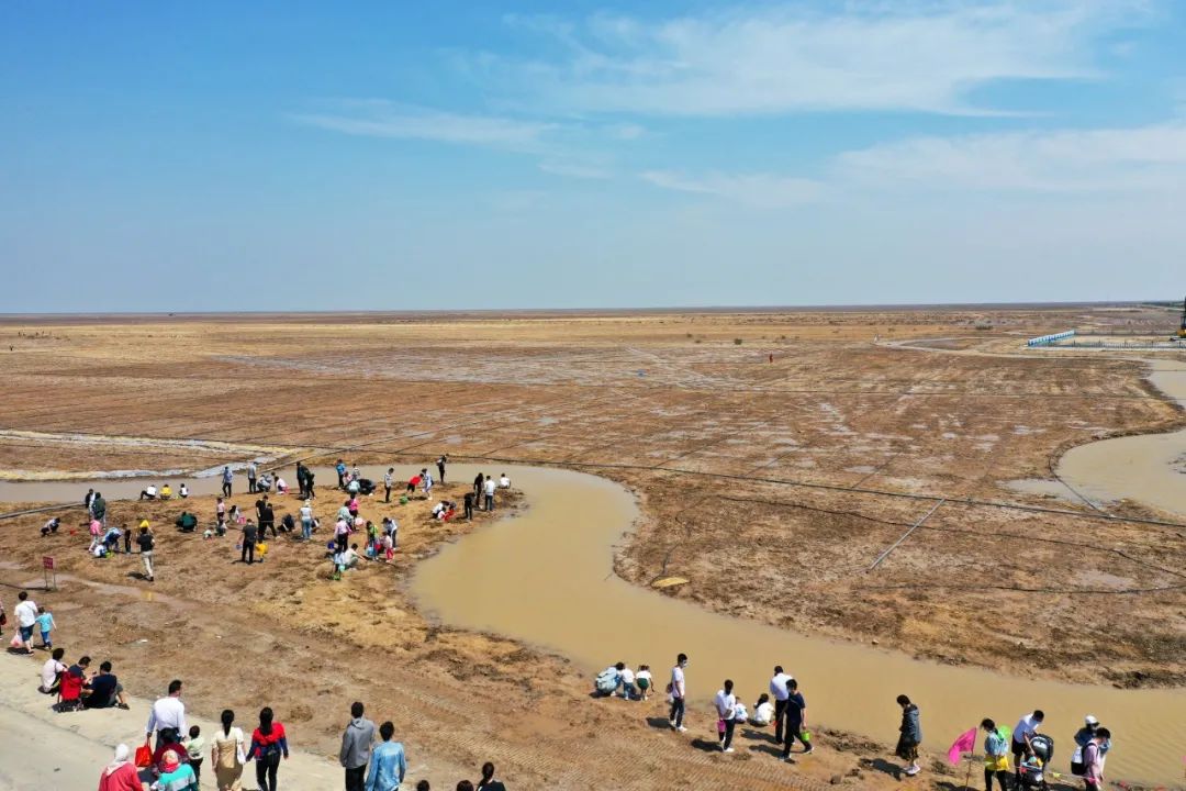 【东营黄河口生态旅游区】黄河入海 暑假必来