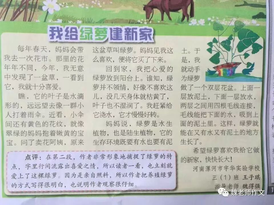 适合暑假背诵的小学生作文之一:我喜爱的绿萝(三年级)