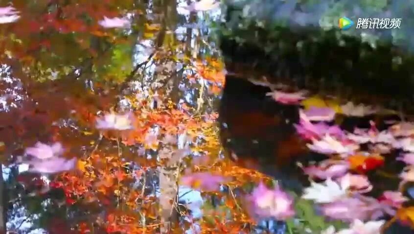 周三清晨，问候早安！