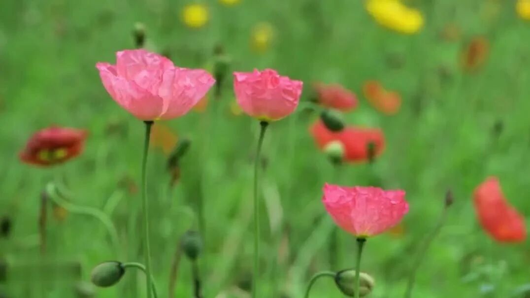 宁静悠然，余音绕梁，静心养生《梁祝》古筝 竹笛⭐早安心语，视听图说-1