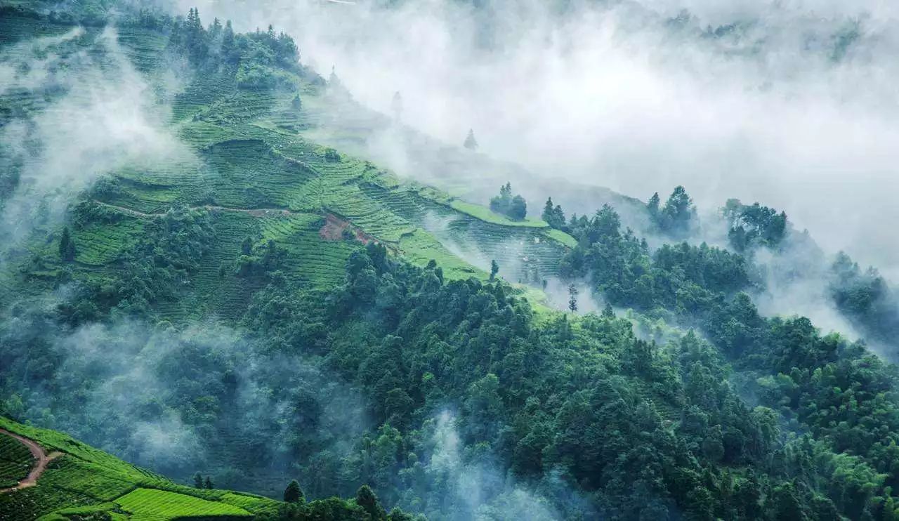 喝茶看山头!茶客必备普洱茶茶山手册