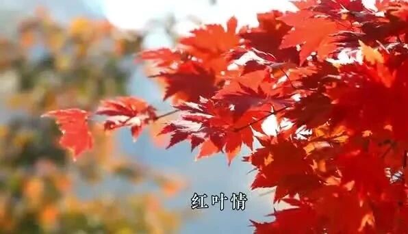 赵丽红《红叶情》MV（作词：田也，作曲：曹永孚）