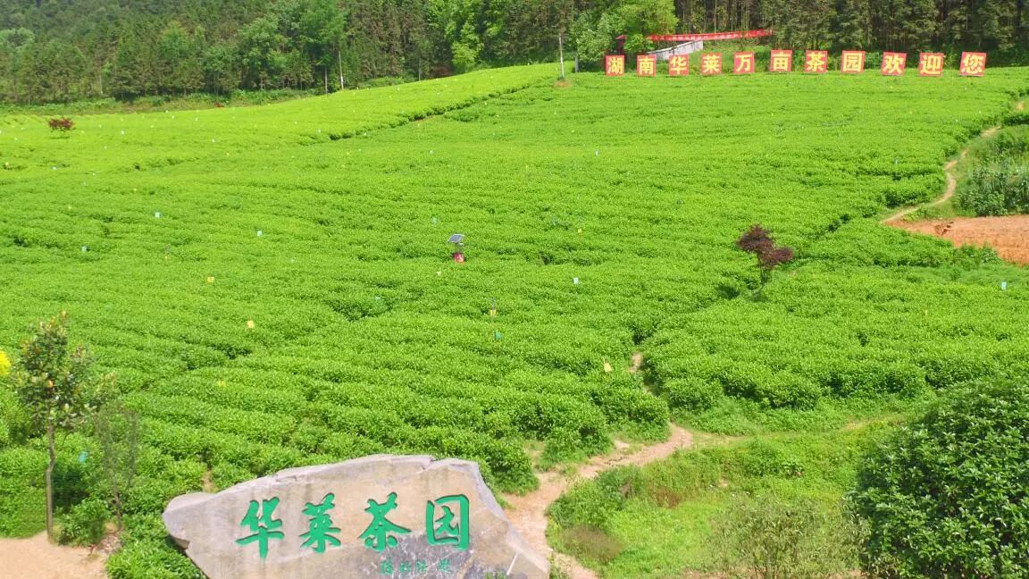 为何参观考察公司，一票难求看完就了解了！湖南茶叶“十佳茶旅景
