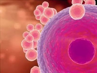 【怀孕】优质卵子是这样炼成的-怀孕期