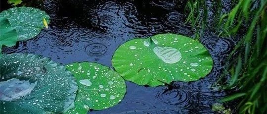 夏雨 绵绵