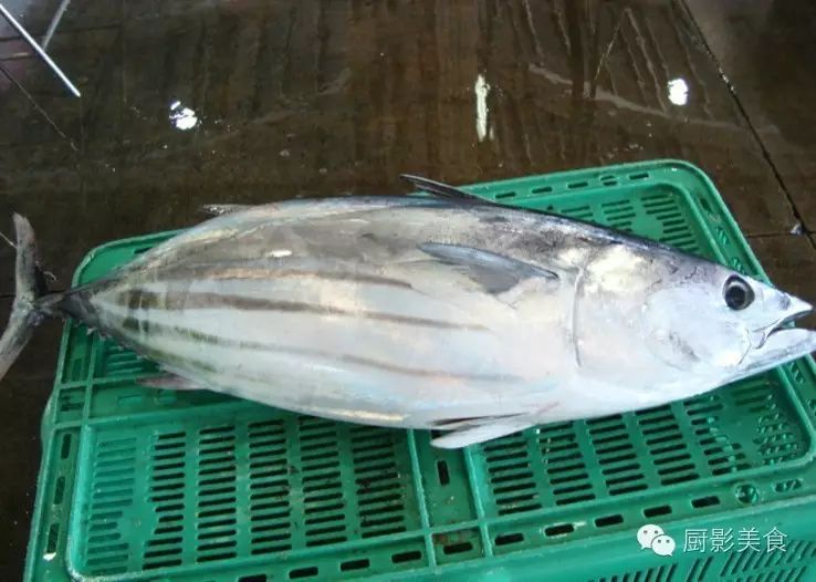 日本鲣鱼的正确切法,切鱼做海鲜刺身其实很简单!