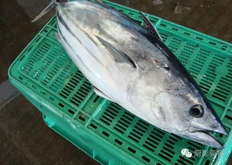 日本鲣鱼的正确切法,切鱼做海鲜刺身其实很简单!