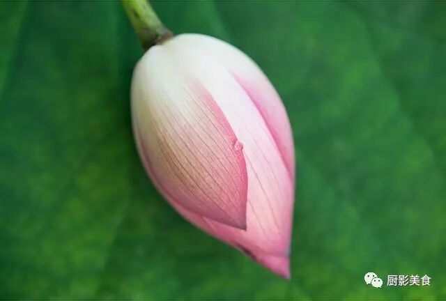 菜品装饰大全 菜品质量管理 职业餐饮网