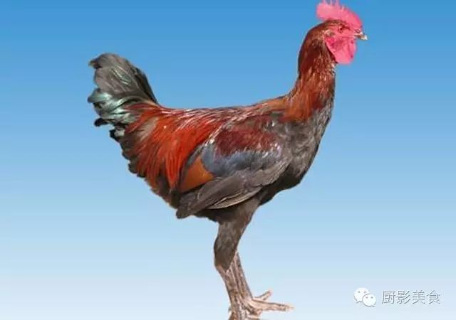 高脚鸡最佳的饲养方式为林下放养,即让鸡只在林下自由活动,吃虫叼卵