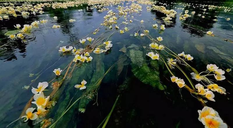 春菜花春菜花 影音先锋_海菜花_都安海菜花几月开花