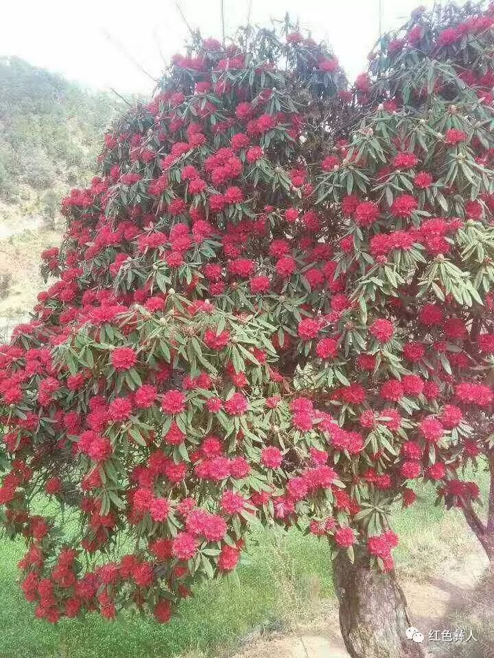 丰彩三月,醉美彝乡--记烂泥箐三月十三马缨花会