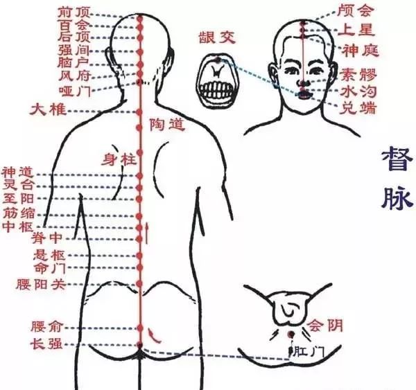 相对于任脉来说,督脉与男性的关系更为密切,因为它决定着男性的生殖