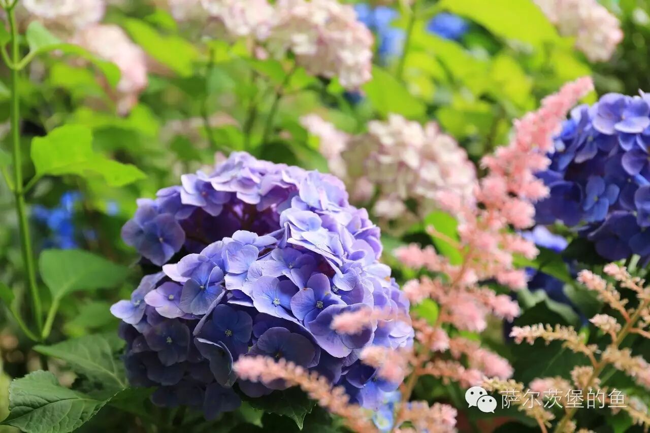 镰仓 初夏的细雨和醉人的紫阳花海 自由微信 Freewechat