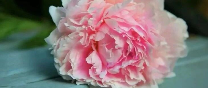 英语 你知道 牡丹 的英语怎么说吗 苏州吉的堡宝桐旗舰校 微信公众号文章阅读 Wemp