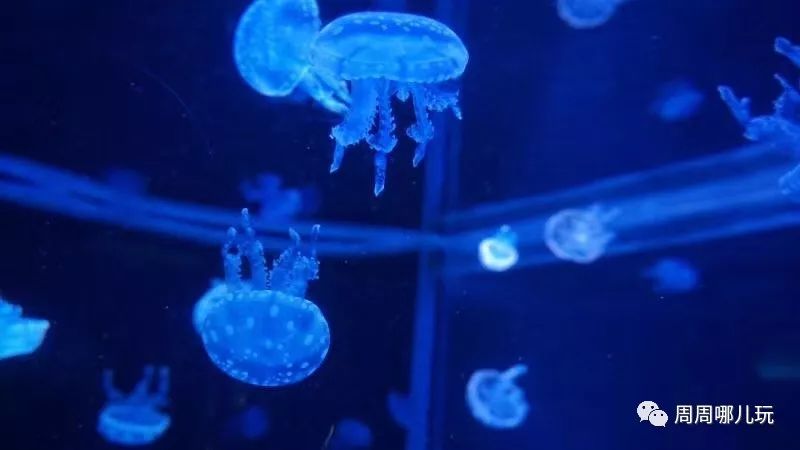 水母海底+企鹅剧场馆+展馆海洋等十大梦幻,让苍蝇,北极熊带你遨游海洋隧道搓手.gif图片