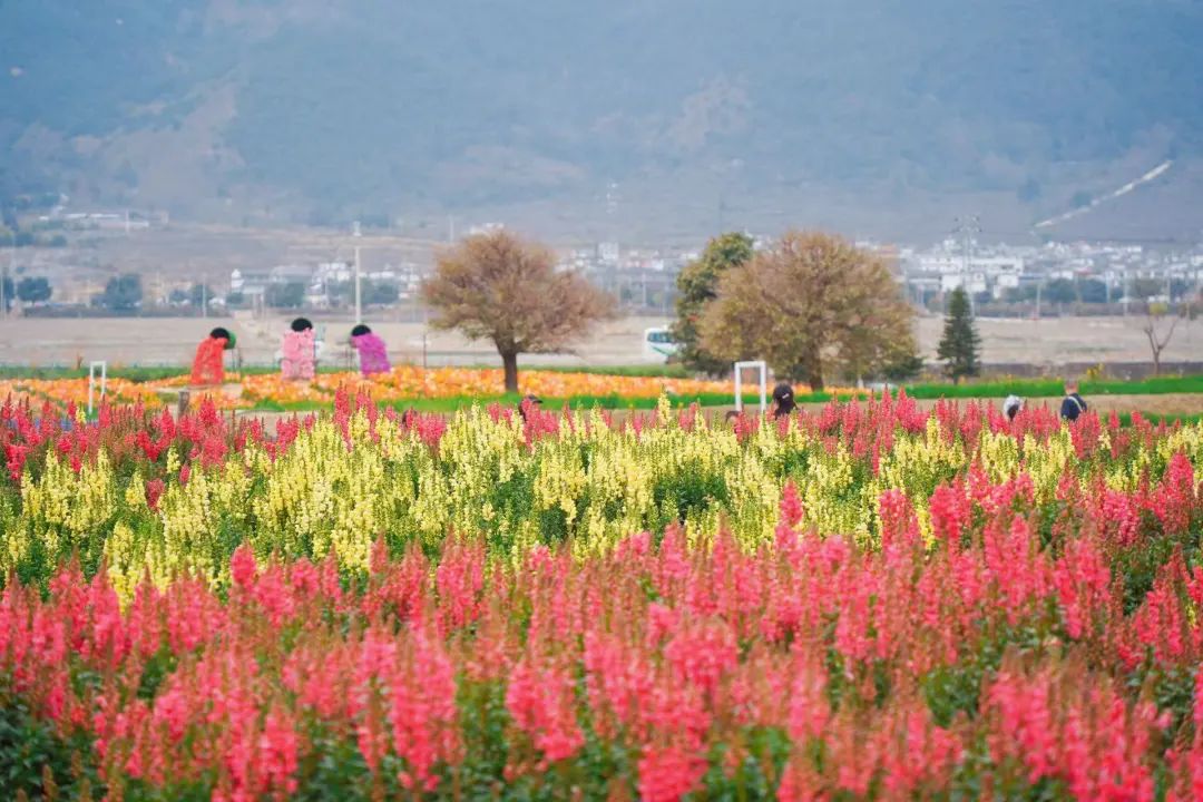 花语牧场-马雯摄 (2).jpg