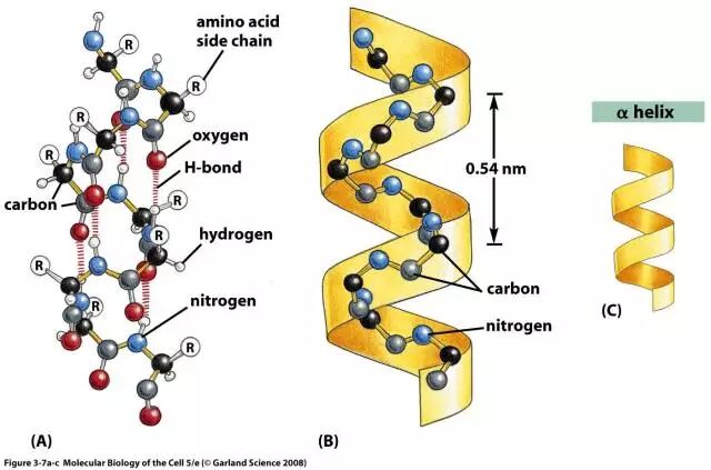 Genes to Cells，最艺术的科学杂志！