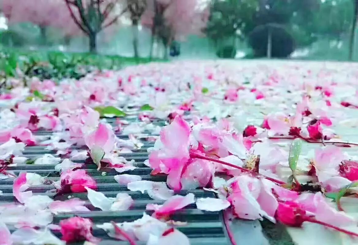 美途正是曲师好风景落花时节又逢君