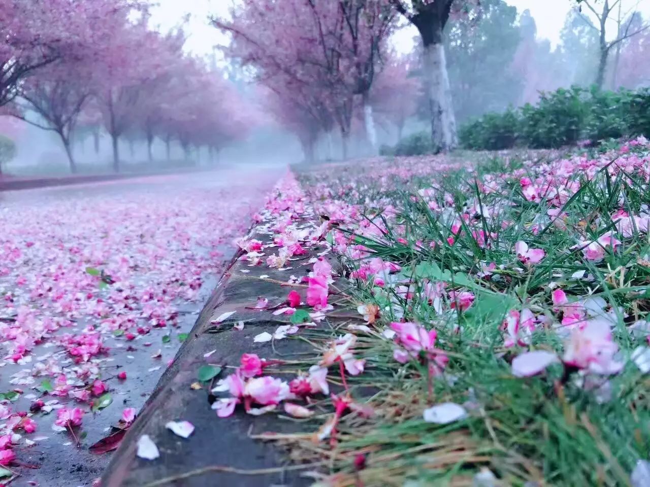 【美途】正是曲师好风景,落花时节又逢君