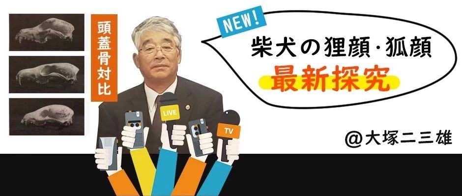 柴犬の狸颜 狐颜探究 每日柴犬 微信公众号文章阅读 Wemp