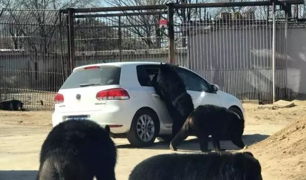 八达岭动物园遭黑熊袭击车主:10元3包兽粮引黑熊