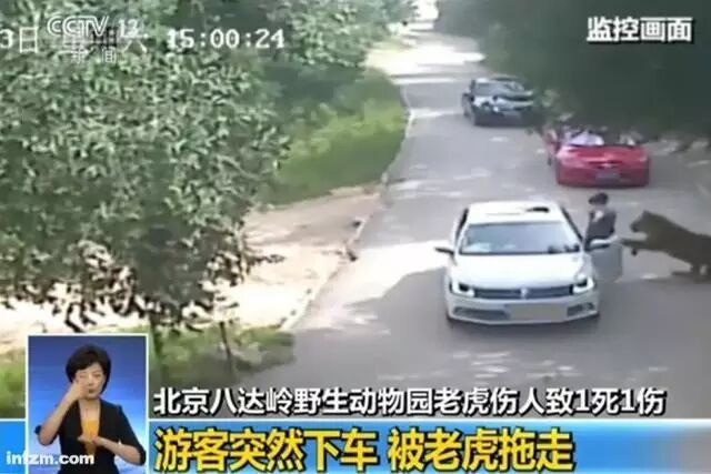 八达岭动物园遭黑熊袭击车主:10元3包兽粮引黑熊
