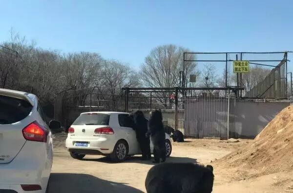 八达岭动物园遭黑熊袭击车主:10元3包兽粮引黑熊