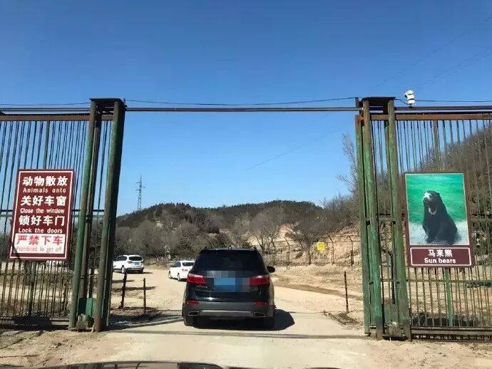 八达岭动物园遭黑熊袭击车主:10元3包兽粮引黑熊