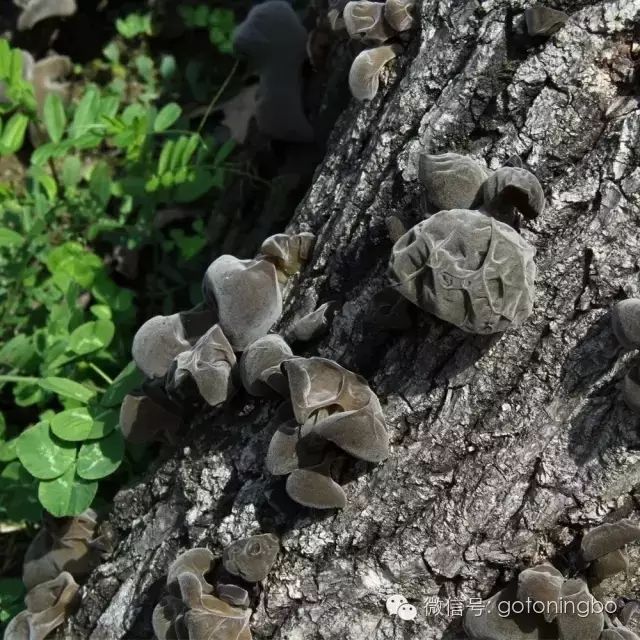 野生木耳,一般长在枯木树干上