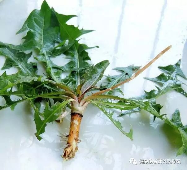 蒲公英“根”的药用价值，值得一看收藏