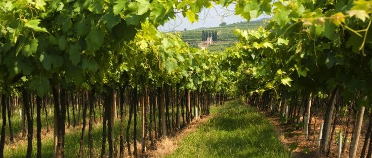 因极端天气,2018年意大利知名葡萄酒产区面临减产危机!