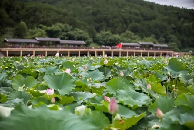 &ldquo;夏雨荷&rdquo;来了!从没见过如此美的蕉岭!