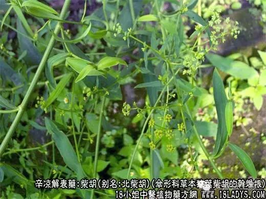 柴胡图片_柴胡的功效与作用