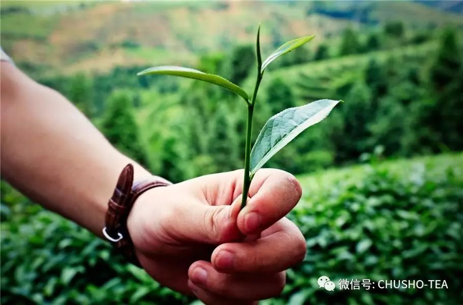 是谁?影响台湾乌龙茶品质的好坏