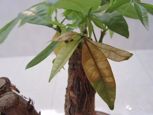 发财树容易受到真菌,细菌的侵害,引发叶斑病,除此之外,还有红蜘蛛,介