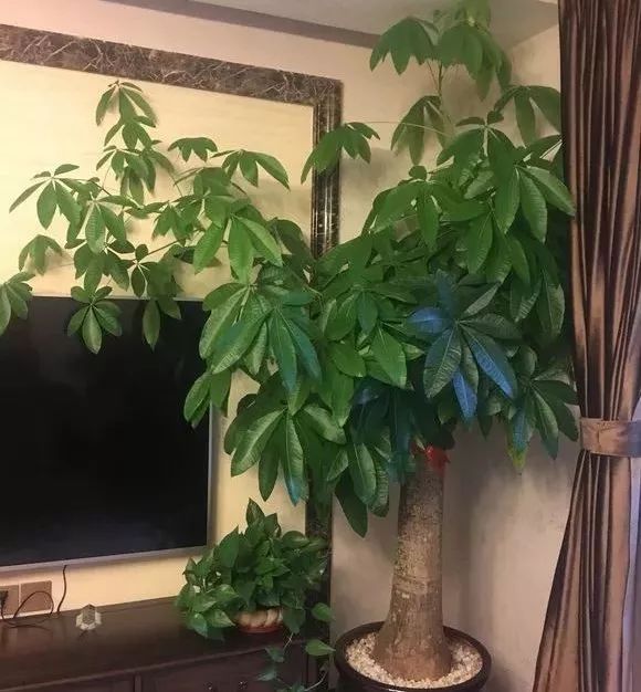 发财树文竹…长出这种枝,赶紧剪!