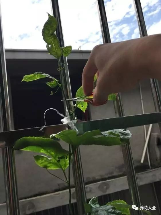 有利于积累糖分
