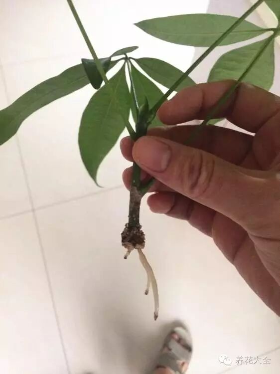 能插出小发财树哦!