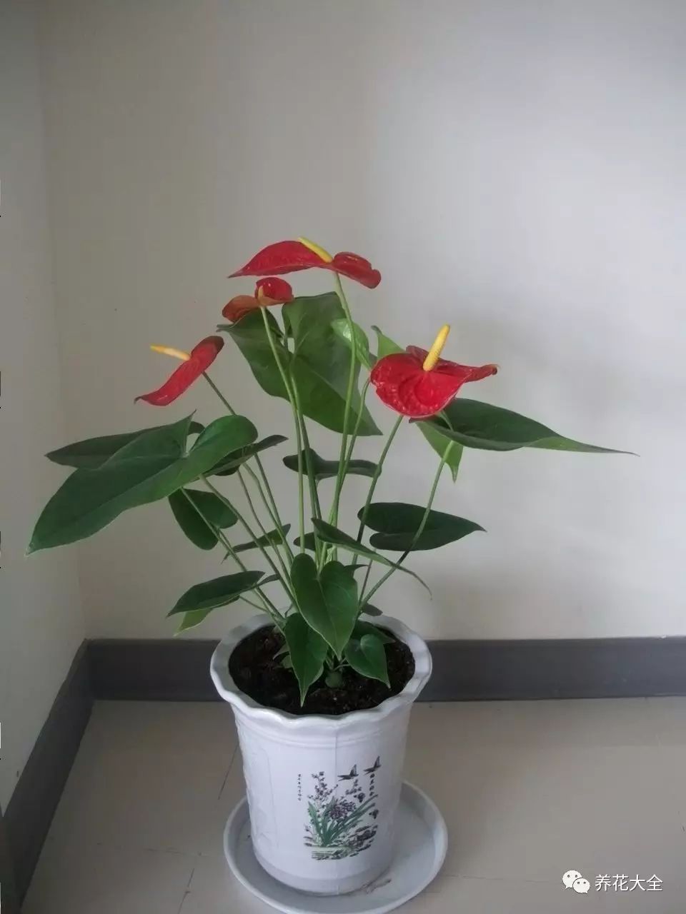 发财树长寿花……花总长不大是怎么回事?