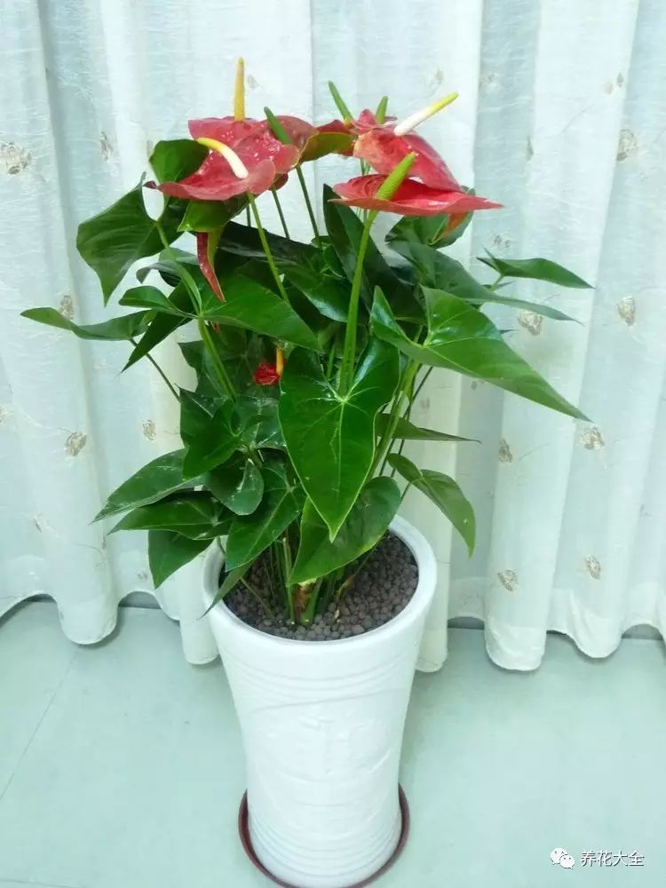 发财树长寿花……花总长不大是怎么回事?