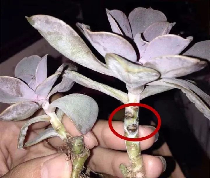 平常多观察多肉的枝干和叶片,如果有发黑,化水透明或者发软的迹象,那