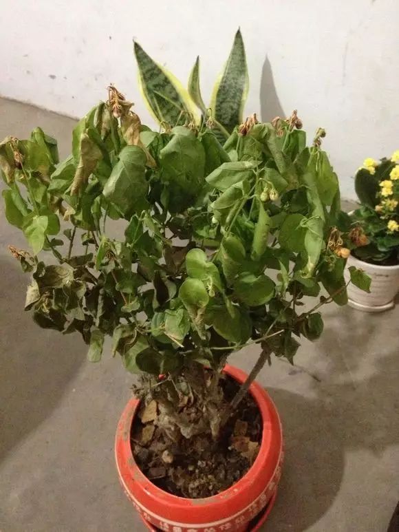 神奇| 老妈又把花养死了,我教她这么救,1个星期重新爆盆!